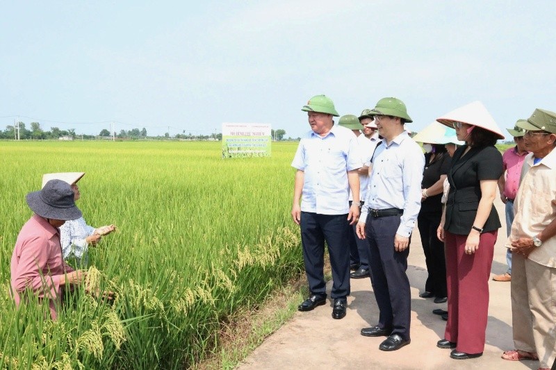 Mô hình canh tác lúa tại huyện Mê Linh, Hà Nội.