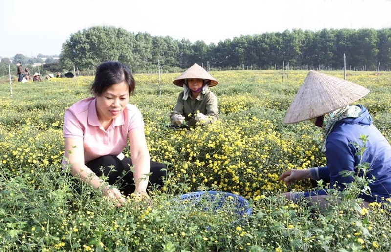 Mô hình trồng cây dược liệu tại Hợp tác xã Phúc Lâm, phường Tùng Thiện. Ảnh: Ánh Ngọc