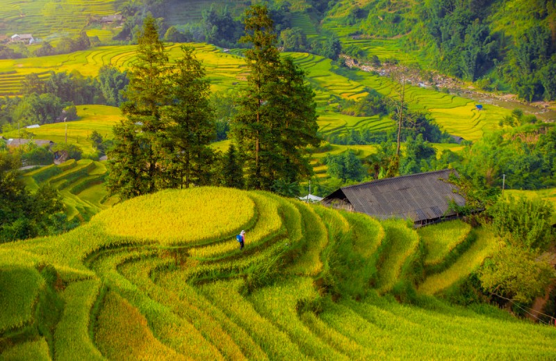 Bản Tả Van, Tả Phìn lại mang vẻ đẹp yên bình, giản dị, ruộng lúa xen lẫn giữa những ngôi nhà gỗ và khói bếp chiều tà. Trong khi đó, Bản Lao Chải và bản Y Linh Hồ mang đến góc nhìn rộng mở, nơi lúa vàng nối dài đến tận chân trời. (Ảnh: Dương Quốc Hiếu)