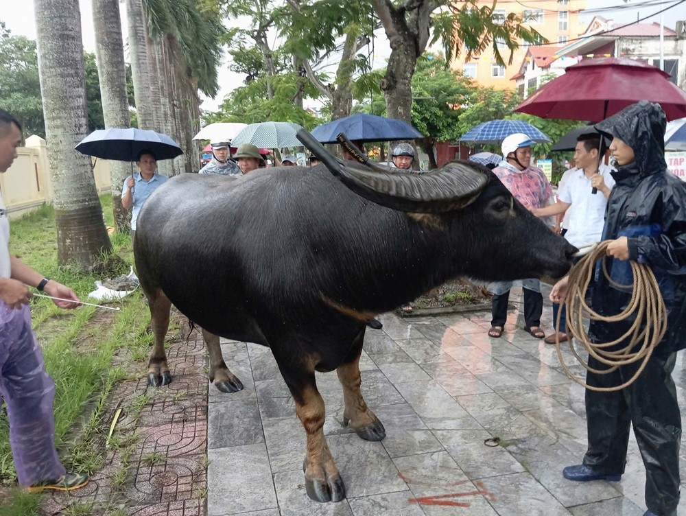 Ban Tổ chức kiểm tra trâu chọi lần 2 trước khi tham gia lễ hội. Ảnh: Phường Đồ Sơn