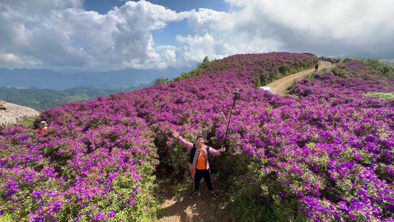 Giàng A La tại đồi hoa sim tím rực rỡ ở Hang Kia.