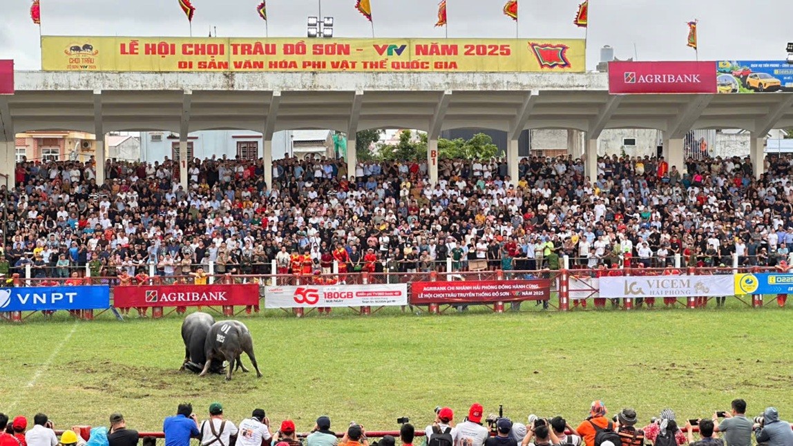 Các “ông trâu” đã mang đến cho du khách tham dự lễ hội những màn đấu gay cấn, quyết liệt mang lại nhiều cảm xúc. Ảnh: Quỳnh Nga