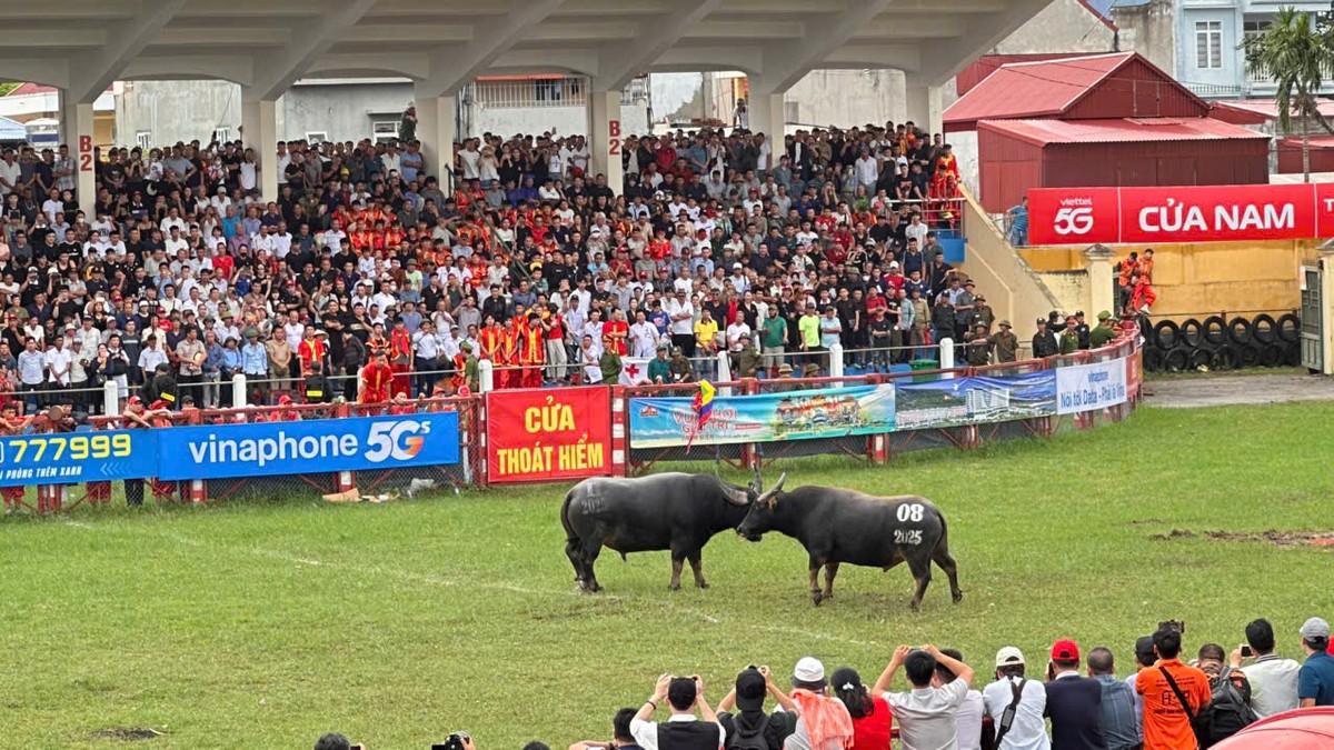 Các "ông trâu" chọi sử dụng các miếng đánh khác nhau tùy thuộc vào chiến thuật và kỹ năng riêng tạo nên sức hấp dẫn cho từng kháp đấu.