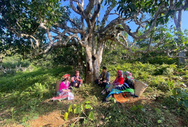 Hợp tác xã Hệ sinh thái du lịch Suối Giàng nổi bật với sản phẩm du lịch nông thôn gắn liền với văn hóa Mông và trà Shan tuyết cổ thụ.
