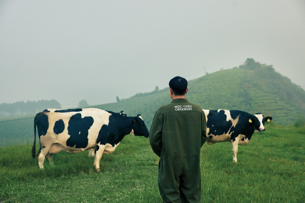 Người nông dân Mộc Châu ân cần chăm sóc đàn bò giữa thảo nguyên xanh mát, nơi giọt sương và nhịp sống cần mẫn hòa quyện thành di sản.