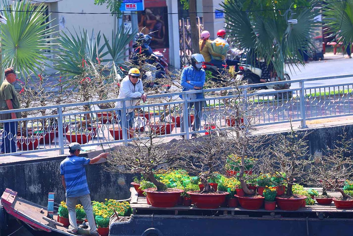 Thuyền vừa cập bến Bình Đông, chở những cây mai có thế đẹp đã được người dân trên bến đón sẵn hỏi mua.