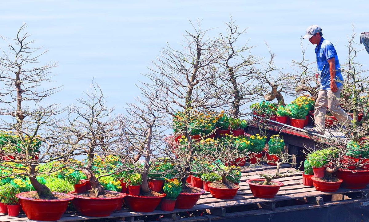 Hoa kiểng được sắp xếp ngay ngắn trên ghe, tạo nên không gian mua bán đặc trưng của Chợ hoa Xuân Trên bến dưới thuyền.