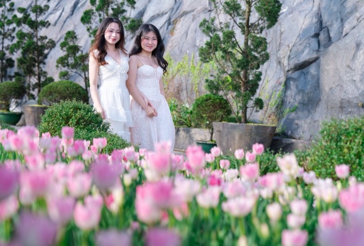 Lễ hội hoa tulip thu hút du khách đến check-in.