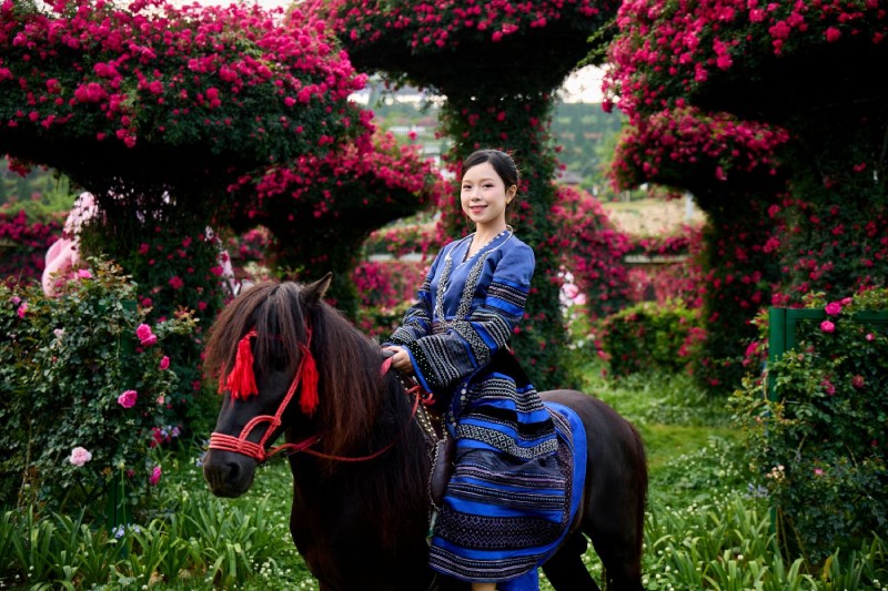 Hàng triệu bông hồng nở rộ chờ đón du khách tại Sun World Fansipan Legend