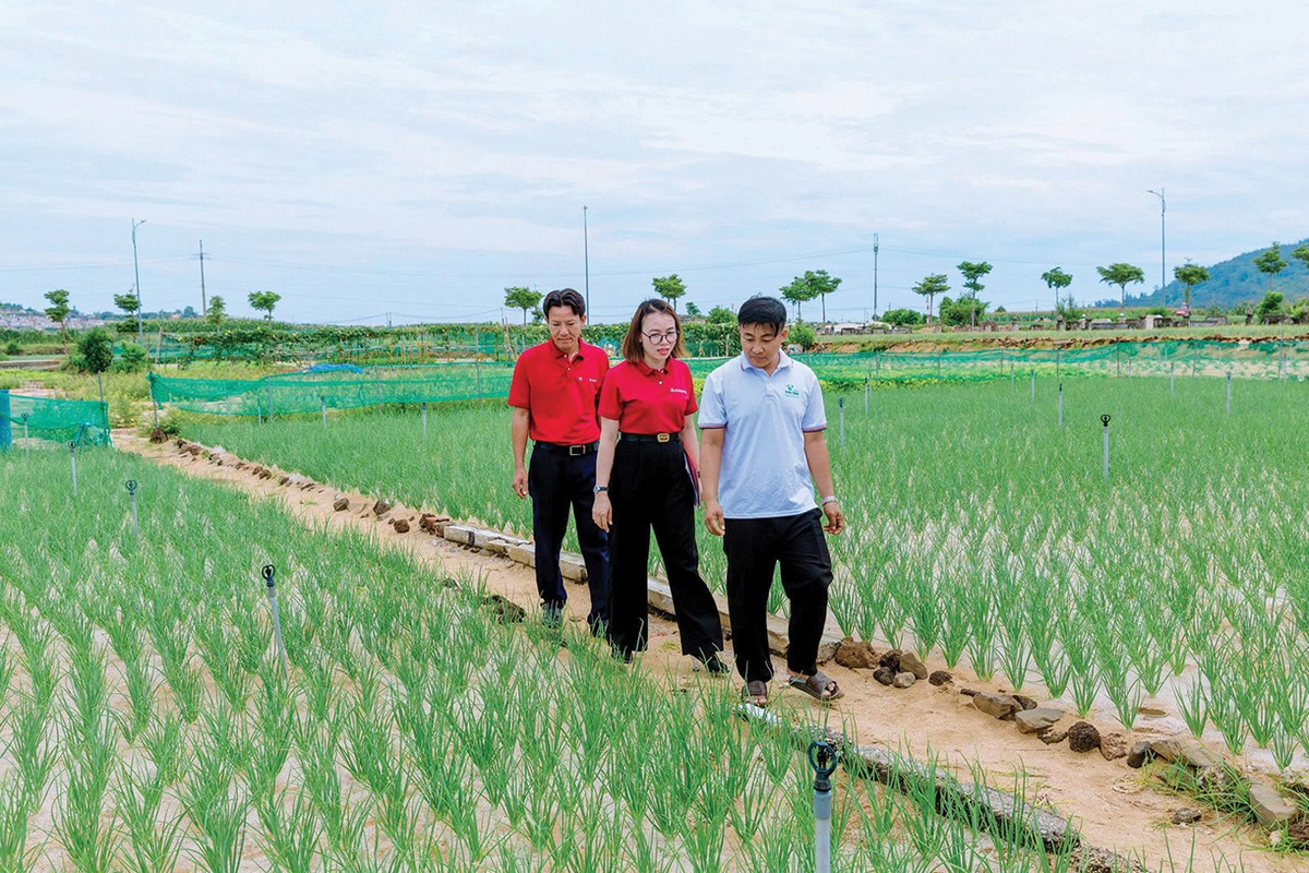 Anh Nguyễn Văn Nhật, Giám đốc Công ty TNHH Thương mại và Dịch vụ Phú Sinh (áo trắng) cùng cán bộ Agribank đi thăm các ruộng hành Lý Sơn Anh Nguyễn Văn Nhật, Giám đốc Công ty TNHH Thương mại và Dịch vụ Phú Sinh (áo trắng) cùng cán bộ Agribank đi thăm các ruộng hành Lý Sơn