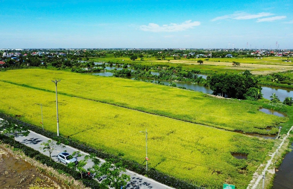 Mô hình Cánh đồng xanh 3 không tại xã An Lão góp phần nâng cao chất lượng nông sản, xây dựng thương hiệu lúa an toàn của địa phương. Ảnh: Trung Kiên