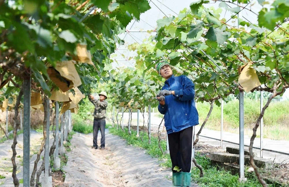 Mô hình trồng nho Hàn Quốc tại phường Bắc An Phụ đem lại hiệu quả kinh tế. Ảnh: Trung Kiên