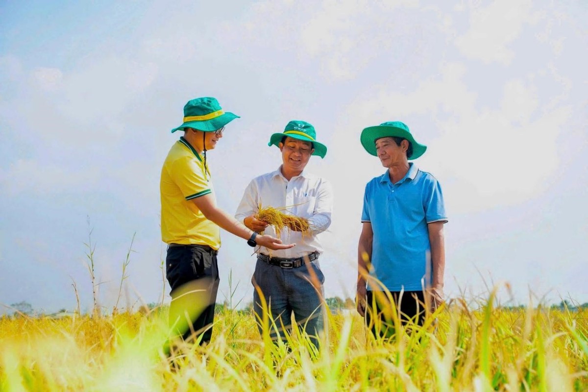 PVCFC góp phần nâng cao hiệu quả canh tác, giúp bà con tiếp cận các giải pháp nông nghiệp phù hợp hơn. PVCFC góp phần nâng cao hiệu quả canh tác, giúp bà con tiếp cận các giải pháp nông nghiệp phù hợp hơn.