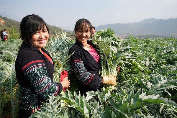 Nụ cười mùa cắt lá Actiso ảnh 4