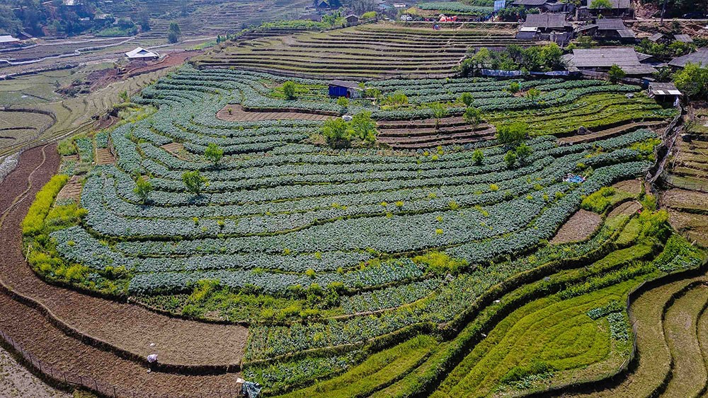 Nụ cười mùa cắt lá Actiso ảnh 3