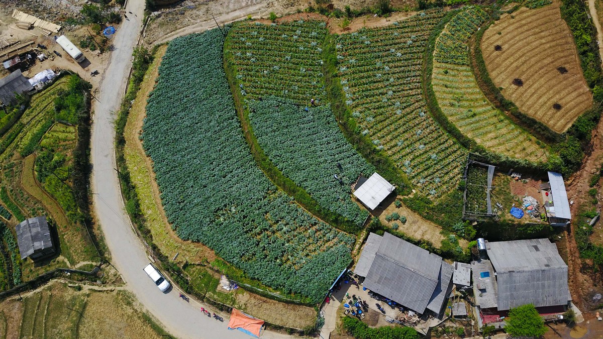 Nụ cười mùa cắt lá Actiso ảnh 6