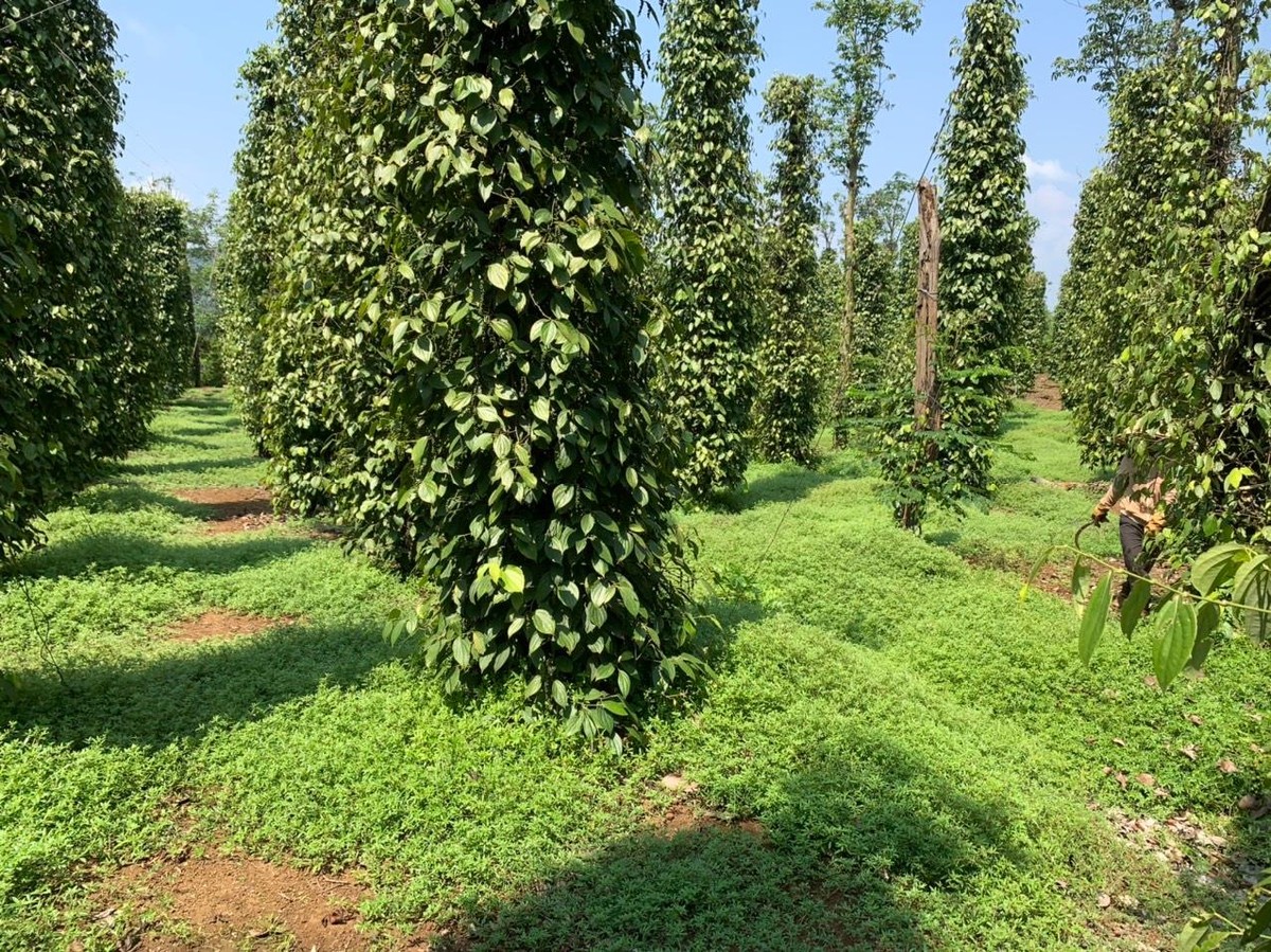 Rau đắng đất trồng dưới gốc hồ tiêu tại Phú Yên