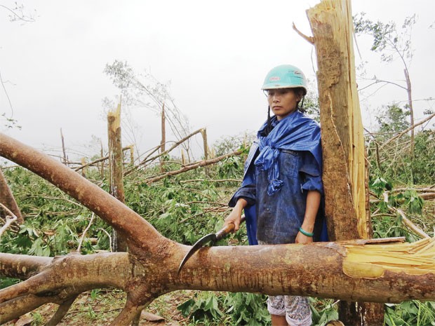 Doanh nghiệp cao su “mất mùa” lợi nhuận ảnh 1