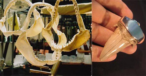 Thú chơi độc của giới nhà giàu ảnh 4 Thú chơi độc của giới nhà giàu ảnh 4