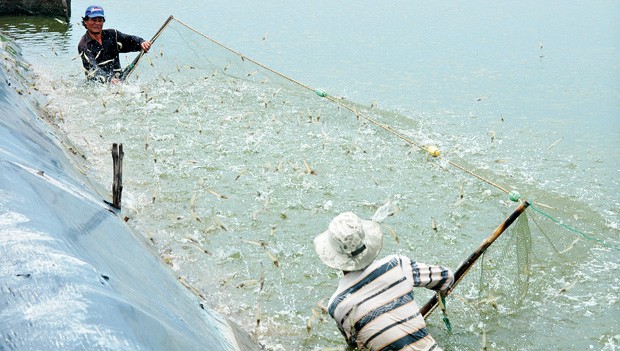 Hàng hóa sạch lên ngôi ảnh 1