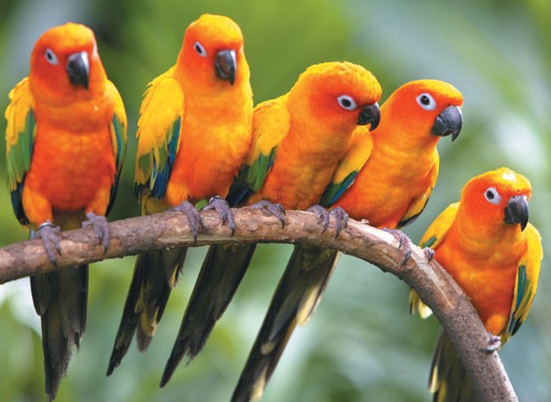 Bird got talent ảnh 1 Bird got talent ảnh 1