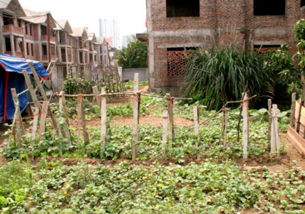 Biệt thự triệu đô thành ao cá, chuồng gà ảnh 2