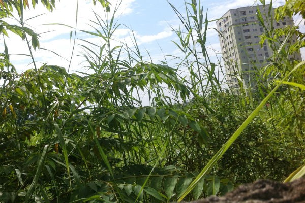 Chung cư 409 Lĩnh Nam: "Canh bạc" trắng tay! ảnh 3