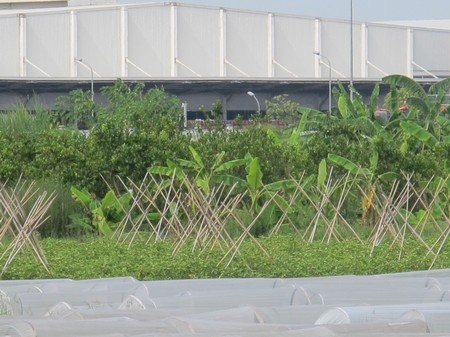 Choáng với cảnh hoang vu "siêu đô thị" Mê Linh ảnh 3