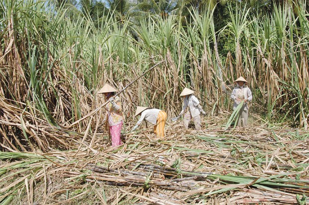 DN mía đường muốn bán cổ phần ưu đãi cho nông dân ảnh 1