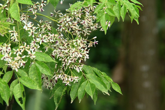 Nhớ mùa Xoan cũ ảnh 2
