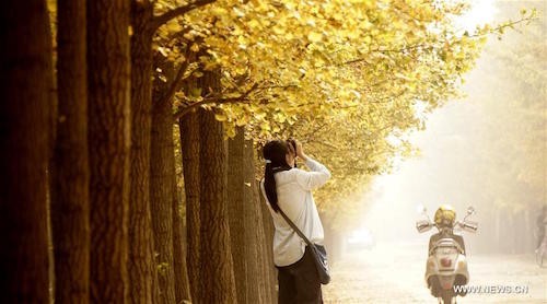 Đường cây lá vàng lộng lẫy ở Bắc Kinh ảnh 1