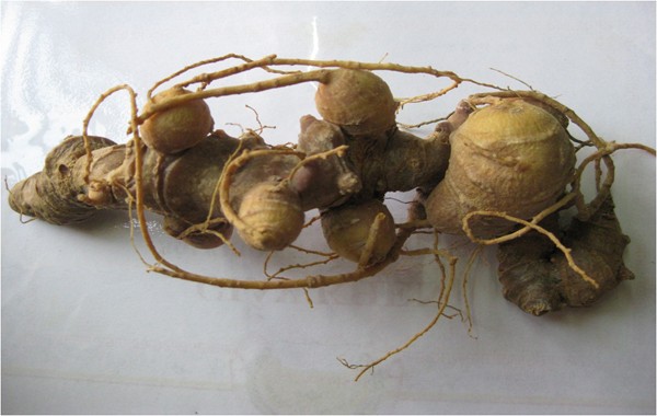 Chi hàng chục triệu đồng săn thần dược sâm Ngọc Linh, nhiều người ngậm đắng ảnh 3