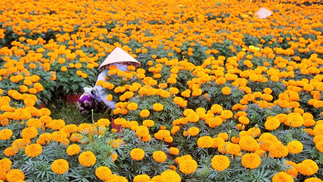 Làng hoa Cái Mơn nhộn nhịp ảnh 2