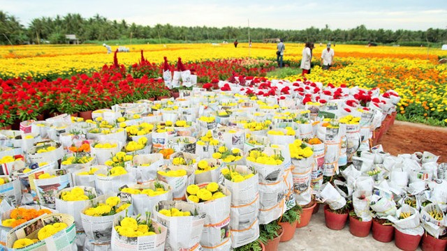 Làng hoa Cái Mơn nhộn nhịp ảnh 3