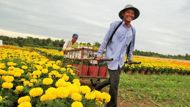 Làng hoa Cái Mơn nhộn nhịp ảnh 4