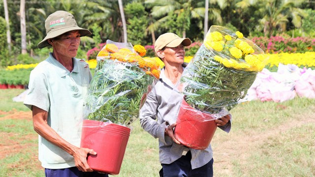 Làng hoa Cái Mơn nhộn nhịp ảnh 5