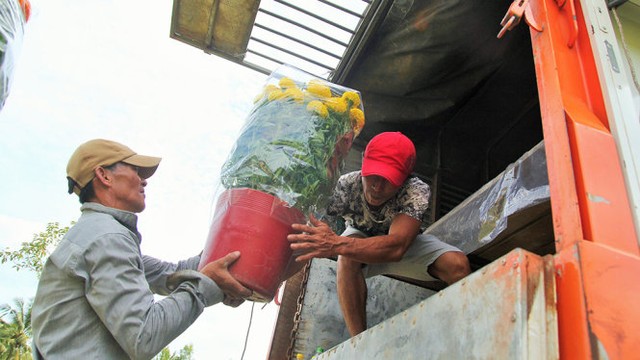 Làng hoa Cái Mơn nhộn nhịp ảnh 6