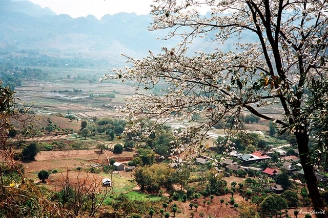 Những 'mùa hoa' ban trắng đẹp nhất Việt Nam ảnh 1