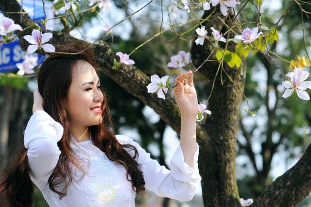 Những 'mùa hoa' ban trắng đẹp nhất Việt Nam ảnh 3