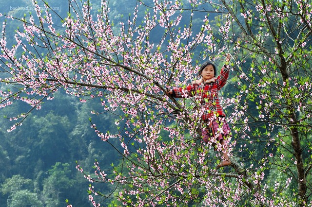 Những 'mùa hoa' ban trắng đẹp nhất Việt Nam ảnh 2