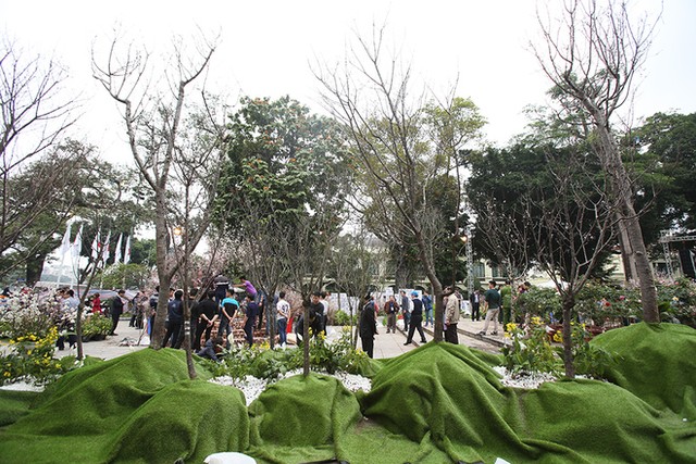 Hoa anh đào Nhật Bản khoe sắc bên Hồ Gươm ảnh 10