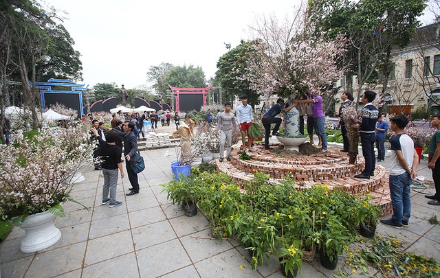 Hoa anh đào Nhật Bản khoe sắc bên Hồ Gươm ảnh 1