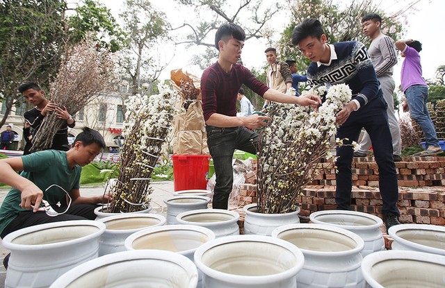 Hoa anh đào Nhật Bản khoe sắc bên Hồ Gươm ảnh 3