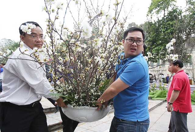 Hoa anh đào Nhật Bản khoe sắc bên Hồ Gươm ảnh 5