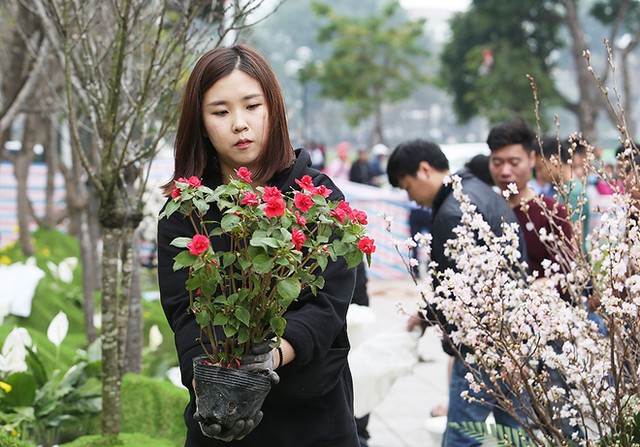 Hoa anh đào Nhật Bản khoe sắc bên Hồ Gươm ảnh 8