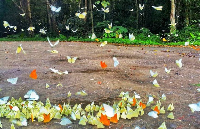 Đến Cúc Phương ngắm “rừng bươm bướm” ảnh 5