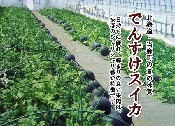 Đến thị trấn trồng dưa hấu đen giá cả trăm triệu đồng/quả ảnh 3