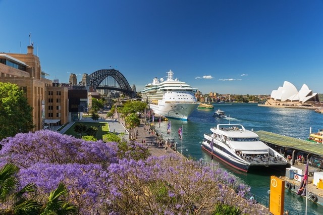 Mùa phượng tím rực rỡ ở Sydney ảnh 1