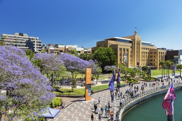 Mùa phượng tím rực rỡ ở Sydney ảnh 3