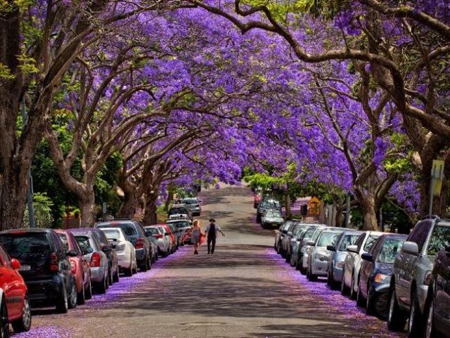 Mùa phượng tím rực rỡ ở Sydney ảnh 5